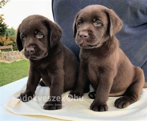 Eladó labrador kiskutyák
