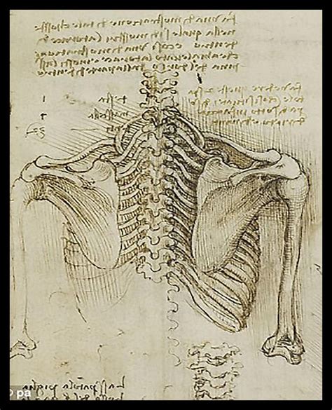 Leonardo da Vinci anatómiai rajzainak részlete