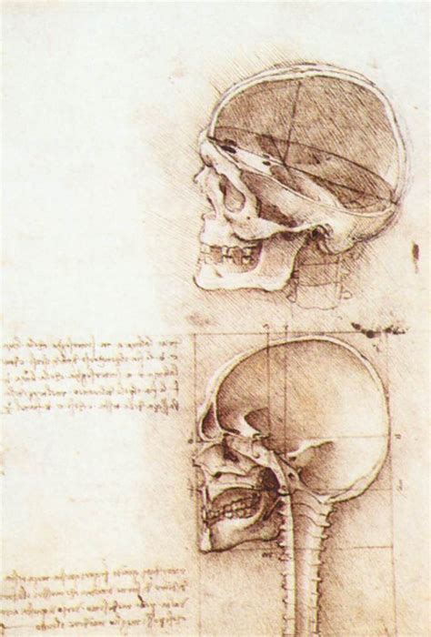 Leonardo da Vinci anatómiai tanulmányai: Emberi koponya