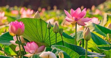 Lótusz a buddhizmusban és hinduizmusban