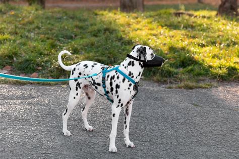 Dalmata fut a mezőn