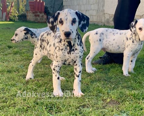 Dalmata kölykök születéskor és később