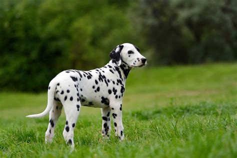 Dalmata játszik gyerekekkel
