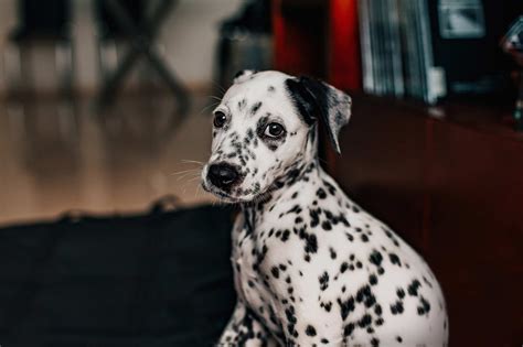 Dalmata ápolása
