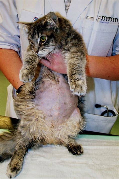 Beszélő macska terhesség alatt orvosi vizsgálaton