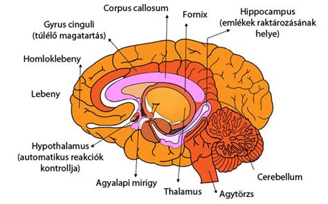A hipotalamusz helye az agyban és a hormonális szabályozásban betöltött szerepe