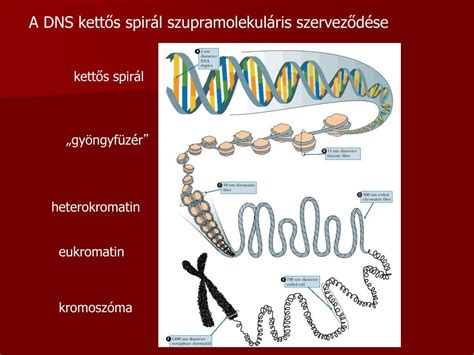DNS spirál ábrázolása kromoszóma rendellenességekkel