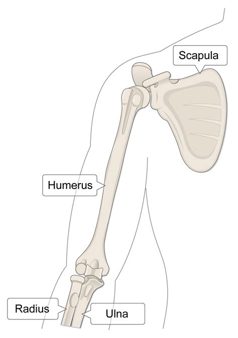 Humoros diagram a humor hatásáról
