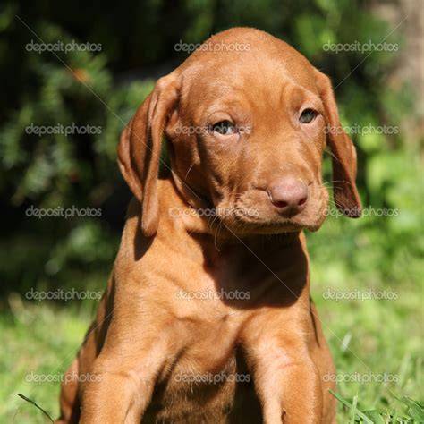 Magyar vizsla kölyök játék közben
