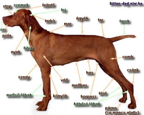 A magyar vizsla testfelépítése és színárnyalatai