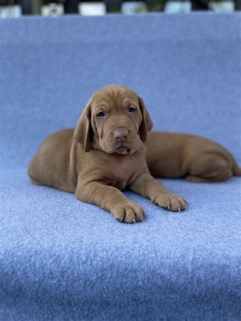 Magyar vizsla kölykök hirdetései