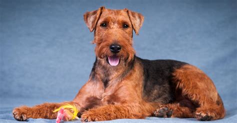 Welsh terrier kölyök