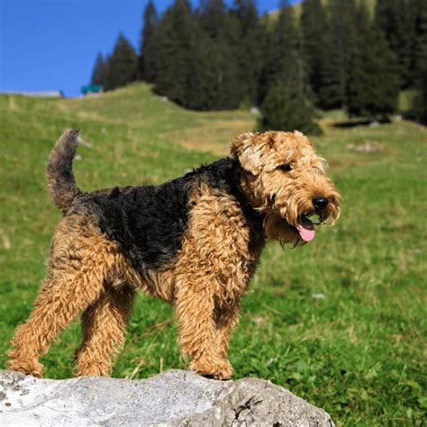 Welsh terrier boldogan játszik
