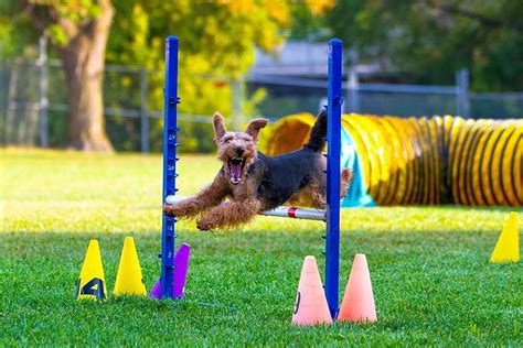 Agility tréning Welsh terrierrel
