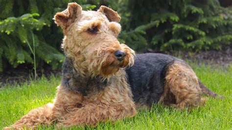 Welsh terrier szőrzetápolás