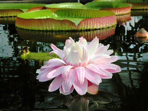 Victoria amazonica óriás tündérrózsa