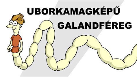 Uborkamagképű galandféreg életciklusa