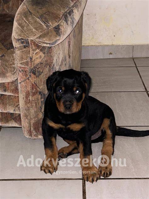 Rottweiler kiskutya játék közben