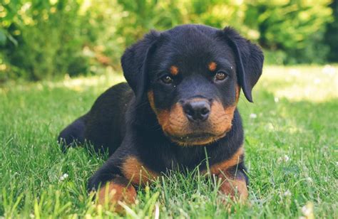 Rottweiler kölyök tanul egy feladatot