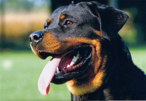 Rottweiler felnőtt kutya