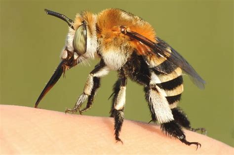 A méh szerkezete és lehetséges sérülései műtét közben