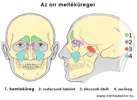 A homloküreg elhelyezkedése a koponyában