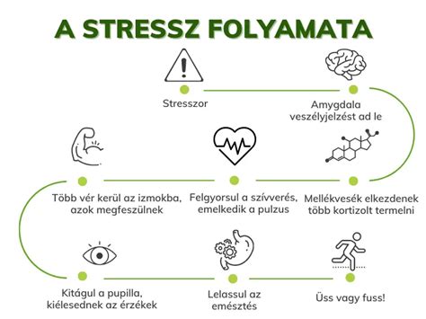 Agy fejlődése és a stressz kapcsolata