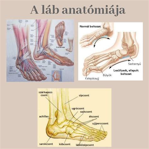 Gyermekláb anatómiai felépítése