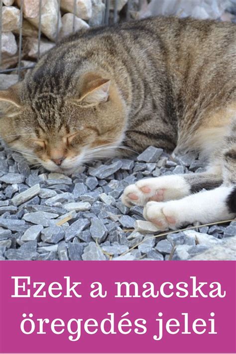 Szorongó macska jelei