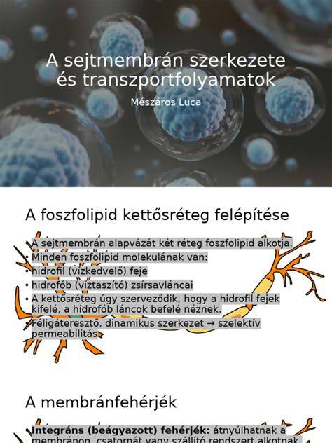 A cytomegalovírus szerkezete