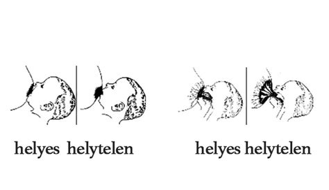 A helyes mellre tapadás lépései illusztráció
