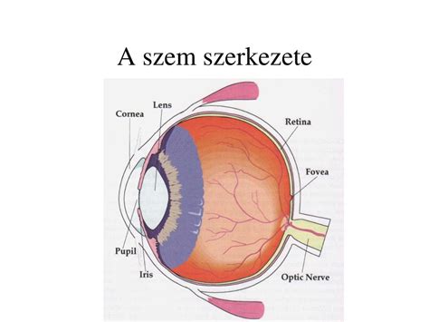 A szem szerkezete és a lutein hatásmechanizmusa a retinában