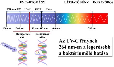 UV-C fény hatása a mikroorganizmusokra