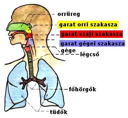 A torok anatómiája és a gyulladt területek