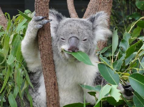 Koala eukaliptusz leveleket eszik