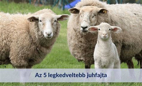 Merinói juhok legelőn