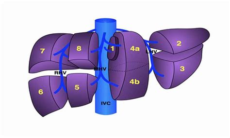 A máj és az epevezetékek anatómiája