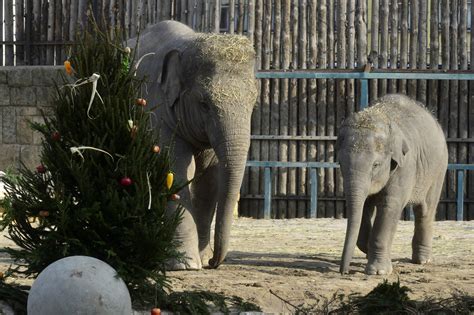 Ellenőrzőlista állatkerti látogatáshoz babával