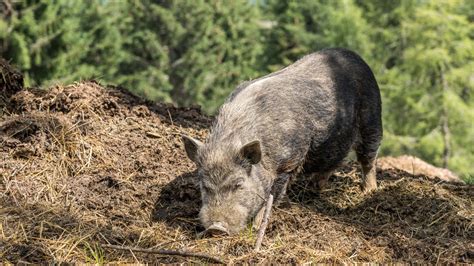 Vaddisznó okozta kár egy kukoricatáblán