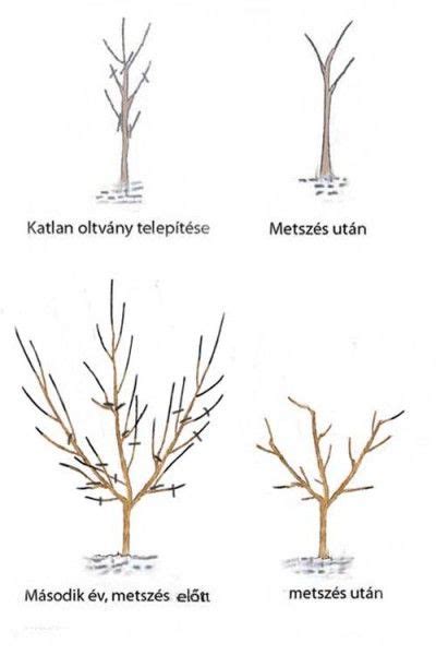 Sudaras korona metszési útmutató