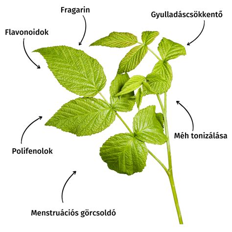 A málna és málnalevél főbb tápanyag-összetevői