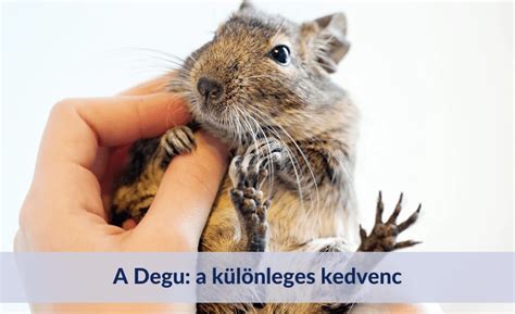 Deguk táplálkozása
