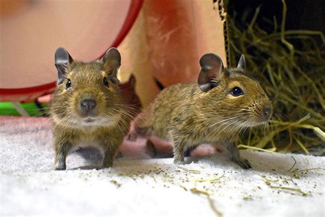 Két degu barátkozik