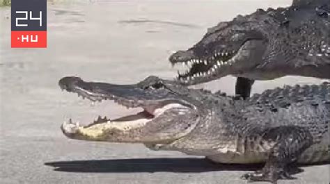 Krokodil és kicsinyei