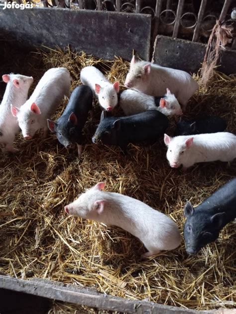 Vietnami törpesertés malacokkal