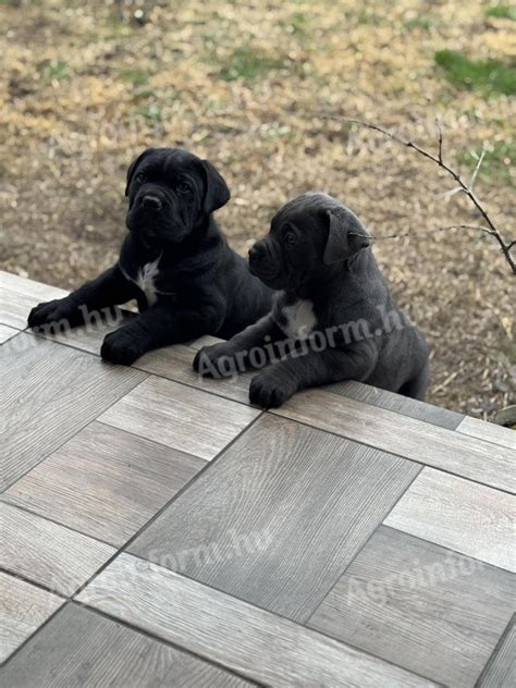 Cane Corso kiskutya
