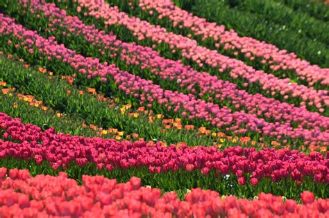 Tulipánmező a TulipGardenben