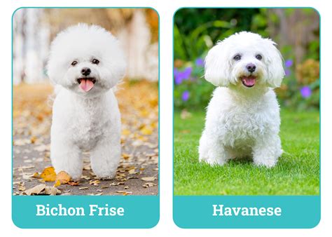A Bichon Havanese eredeti élőhelye és elterjedése