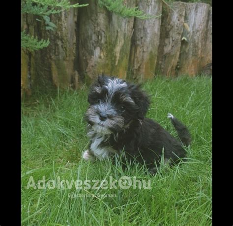 Havanese kiskutya játszik gyerekekkel