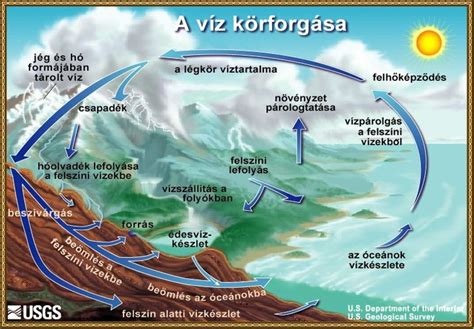 A kolosztrum fontossága és felszívódása ábra
